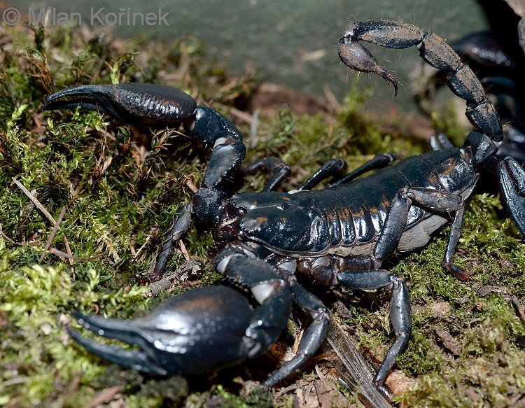 How To Identify The Asian Forest Scorpion