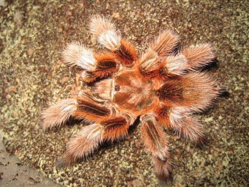 How To Identify The Chilean Rose Tarantula