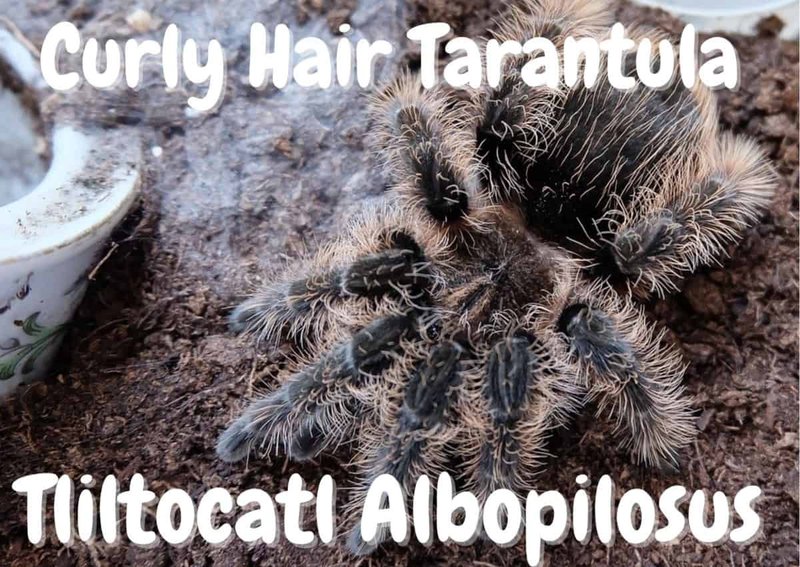 How To Identify The Curly Hair Tarantula