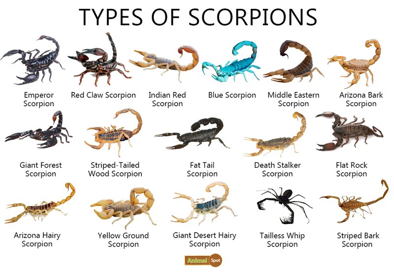 How To Identify The Deathstalker Scorpion
