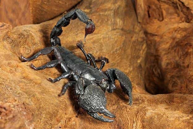 How To Identify The Emperor Scorpion
