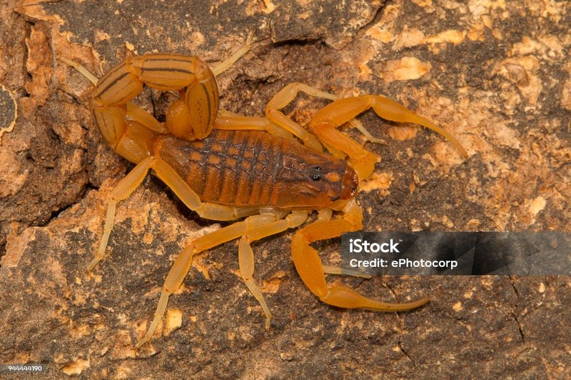 How To Identify The Fat-Tailed Scorpion