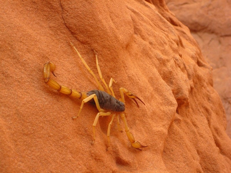 How To Identify The Giant Hairy Scorpion