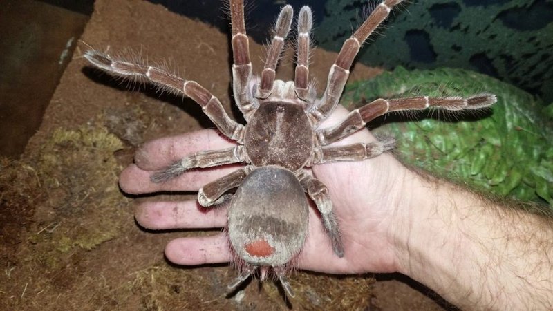 How To Identify The Goliath Birdeater