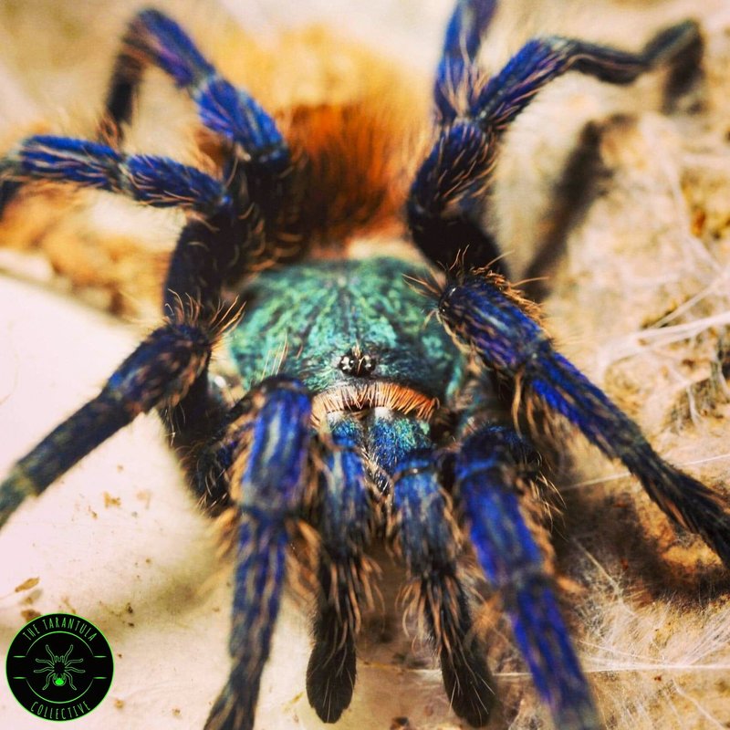 How To Identify The Greenbottle Blue Tarantula