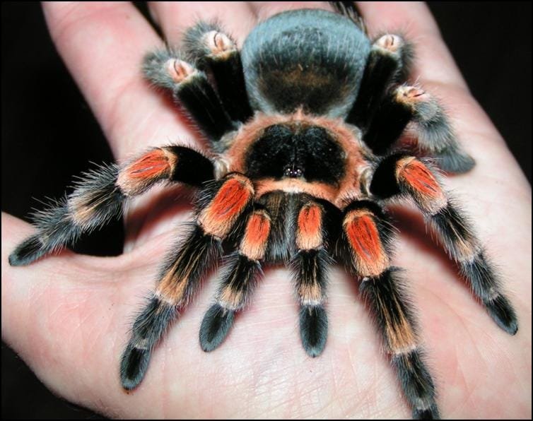 How To Identify The Mexican Redknee Tarantula