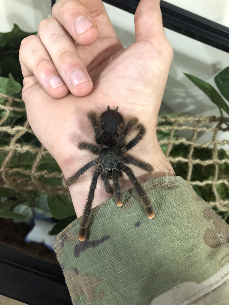 How To Identify The Pink Toe Tarantula