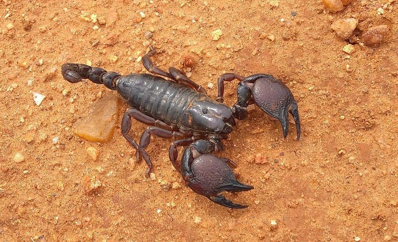 How To Identify The Red Claw Scorpion