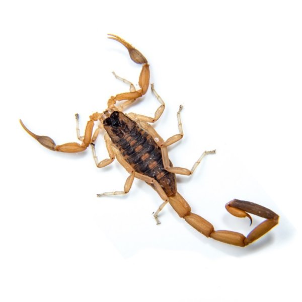 How To Identify The Striped Bark Scorpion