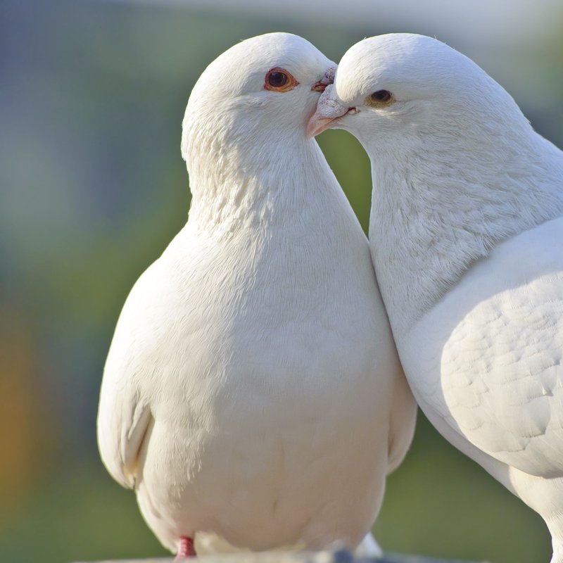 How To Introduce A New Dove To An Existing Pair