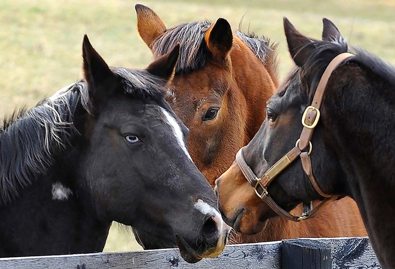 How To Introduce A New Horse To A Stable Or Herd