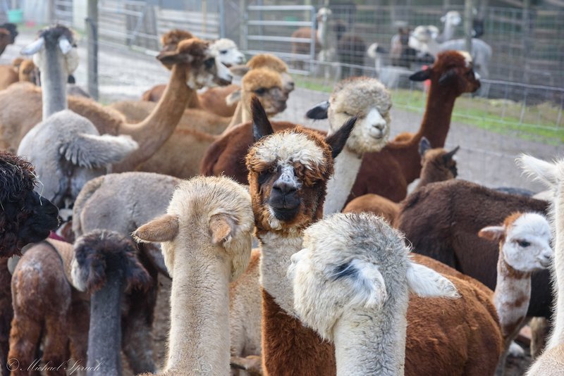 How To Introduce New Alpacas To Your Herd