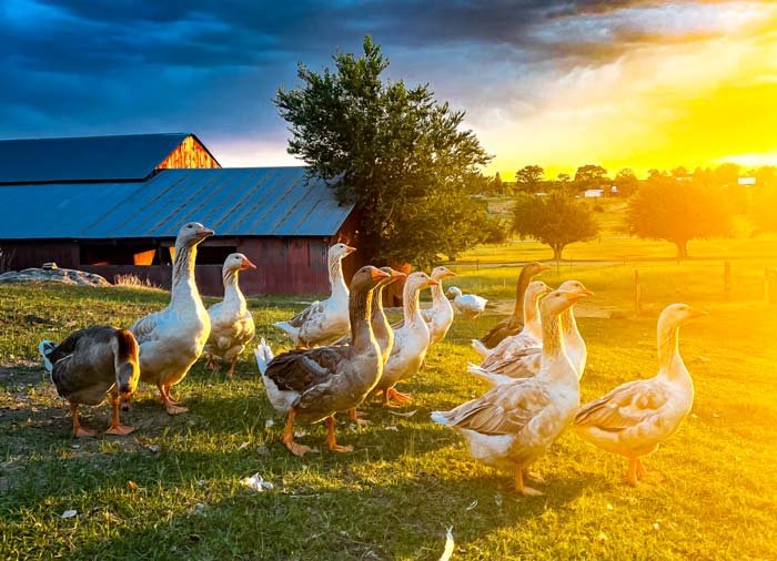 How To Introduce New Geese To An Existing Flock