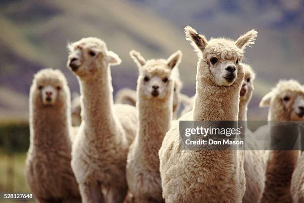 How To Introduce New Llamas To A Herd