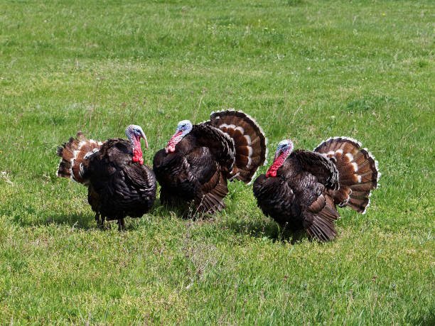 How To Introduce New Turkeys To A Flock