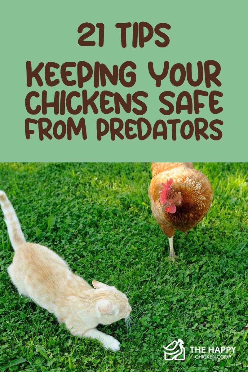How To Keep Chickens Safe From Predators