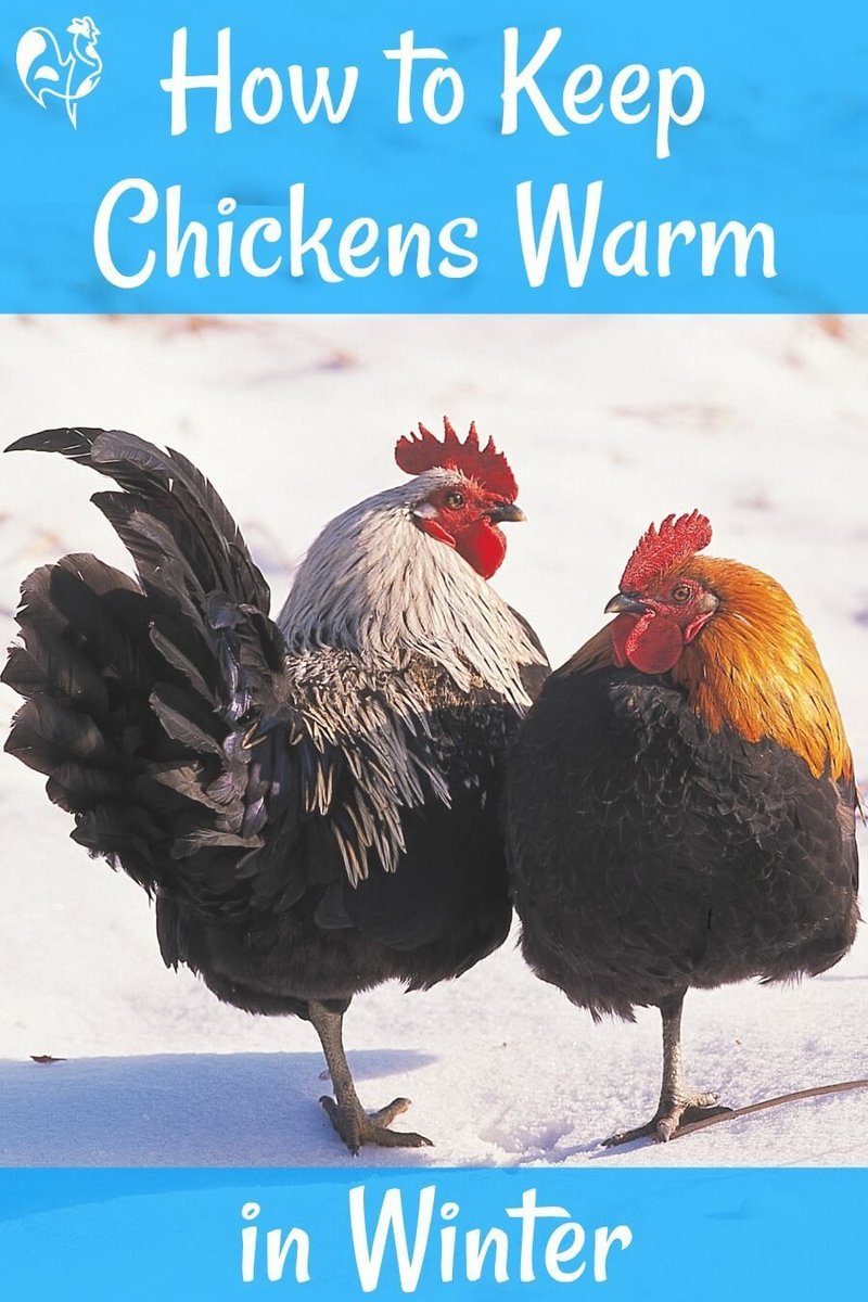 How To Keep Chickens Warm In Winter