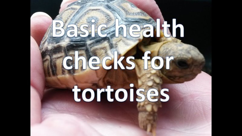 How To Keep The Leopard Tortoise Healthy: Common Issues & Prevention
