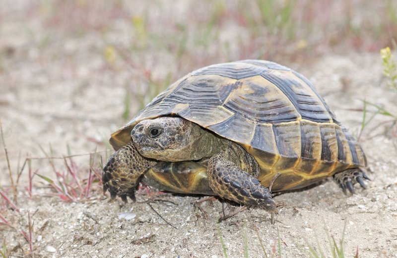 How To Keep The Marginated Tortoise Healthy: Common Issues & Prevention