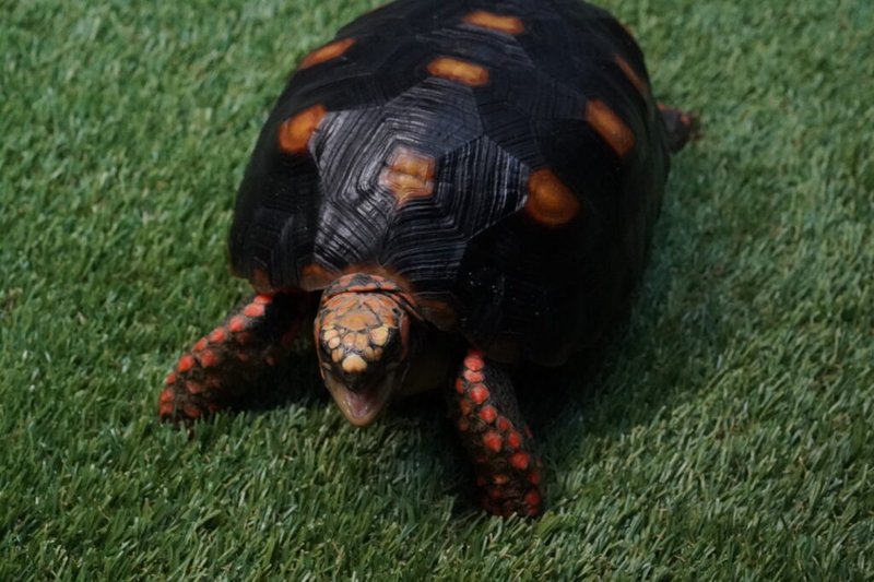 How To Keep The Red-Footed Tortoise Healthy: Common Issues & Prevention