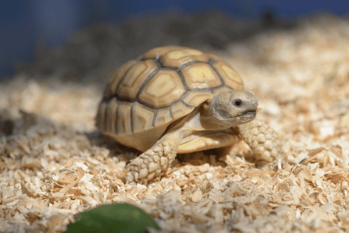 How To Keep The Russian Tortoise Healthy: Common Issues & Prevention