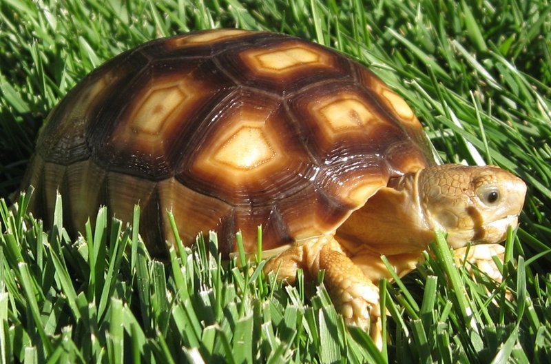 How To Keep The Sulcata Tortoise Healthy: Common Issues & Prevention