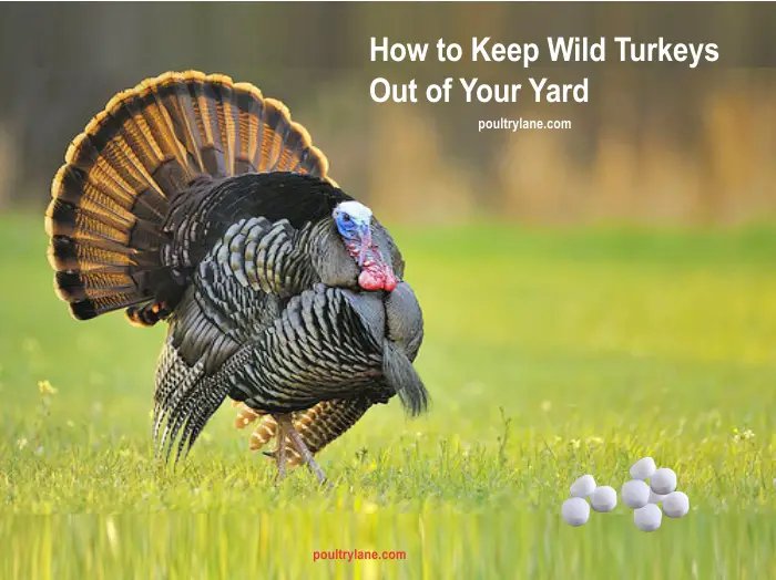 How To Keep Turkeys Safe From Predators