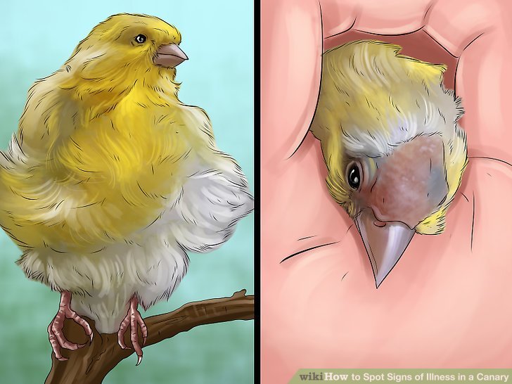 How To Keep Your Canary Healthy: Signs Of Illness