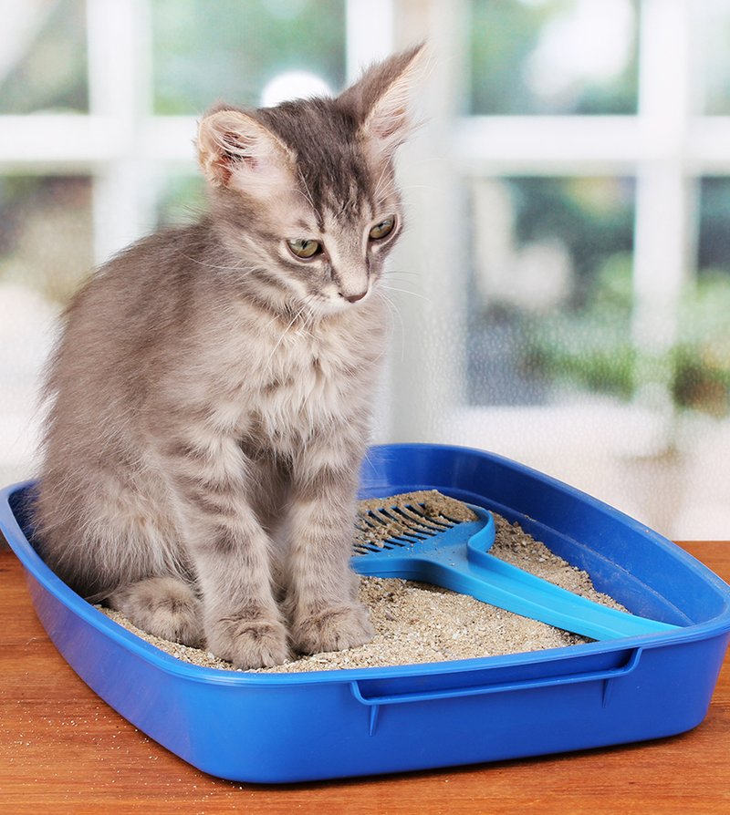 How To Litter Train A Kitten Or Adult Cat