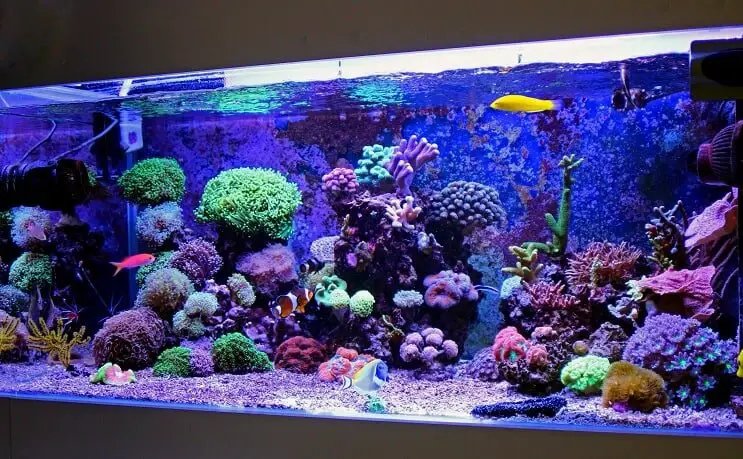 How To Maintain Water Quality In A Saltwater Tank