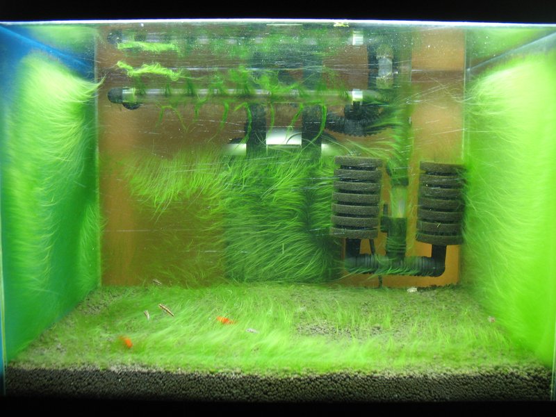How To Prevent Algae In Your Freshwater Aquarium
