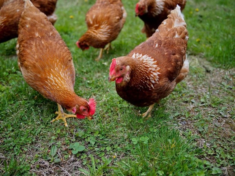 How To Raise Backyard Chickens: Beginner'S Guide