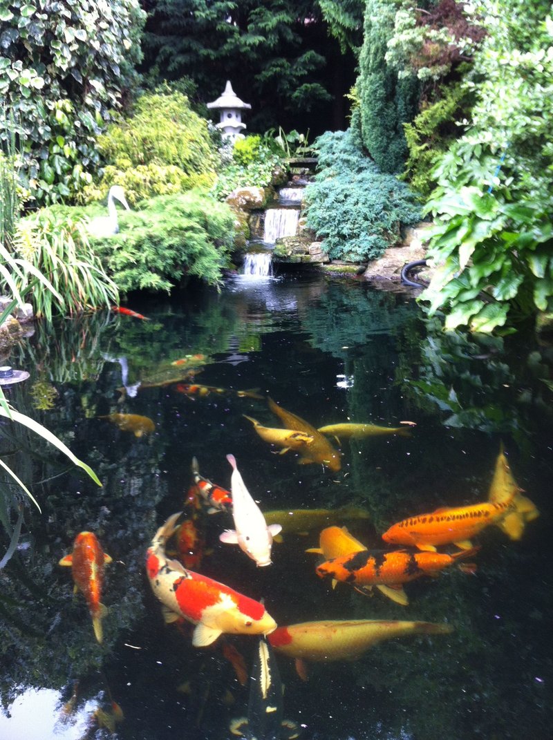 How To Raise Carp In A Backyard Pond