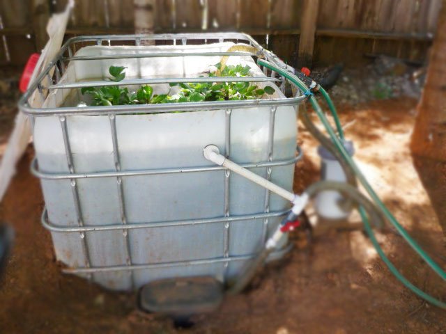 How To Raise Catfish In A Backyard Pond
