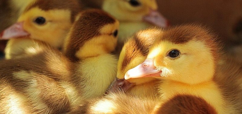 How To Raise Ducks At Home: Complete Beginner'S Guide