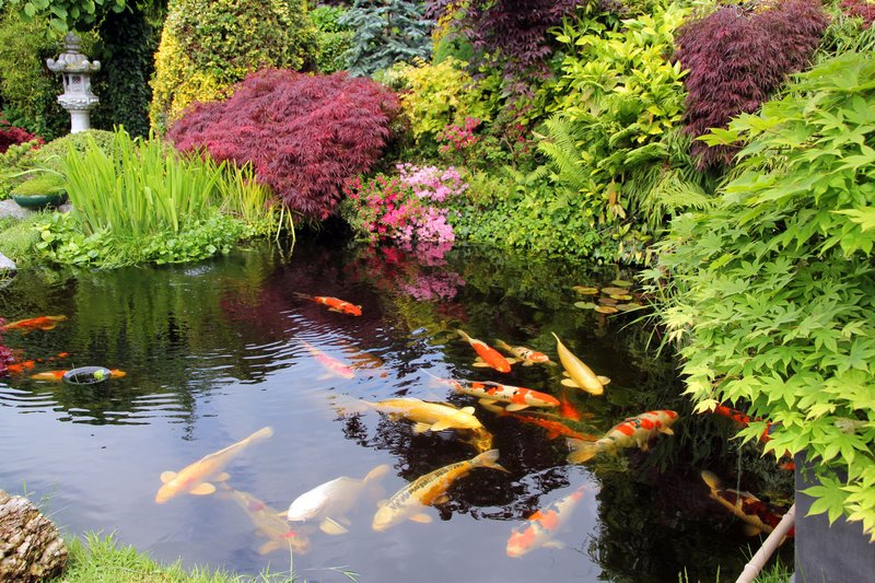 How To Raise Koi In A Backyard Pond
