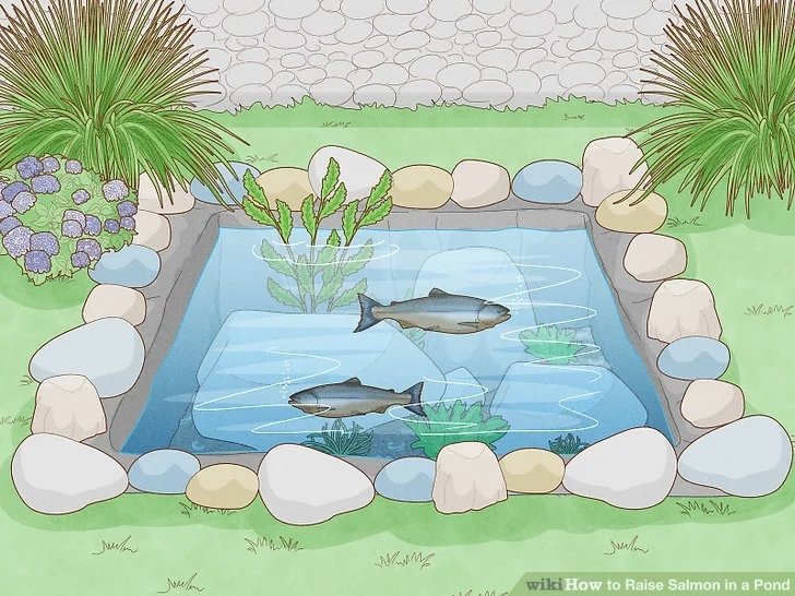 How To Raise Salmon In A Backyard Pond