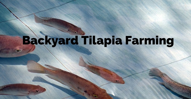 How To Raise Tilapia In A Backyard Pond