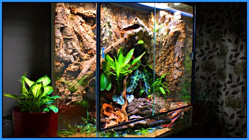 How To Set Up A Bioactive Chameleon Terrarium