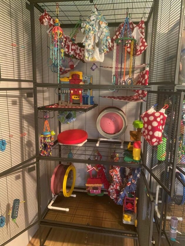 How To Set Up A Cage For A Sugar Glider: Size, Toys, And Placement