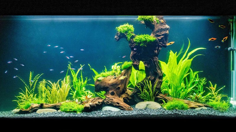 How To Set Up A Freshwater Aquarium Step By Step