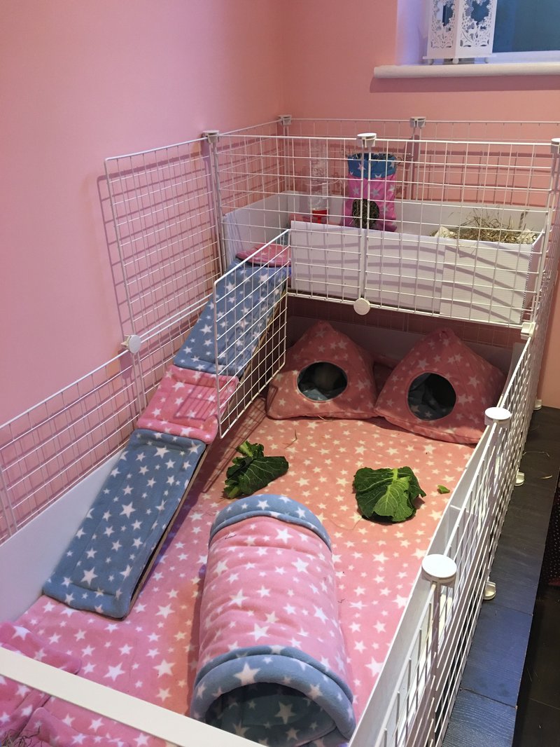 How To Set Up A Guinea Pig Cage: Bedding, Hideouts, And Toys