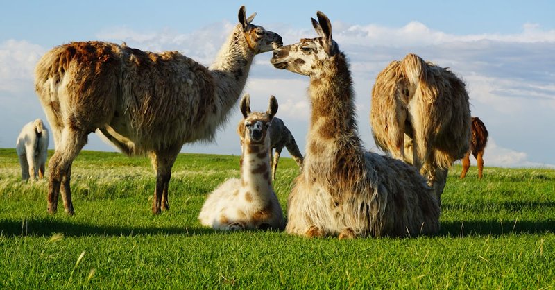 How To Set Up A Shelter And Pasture For Llamas