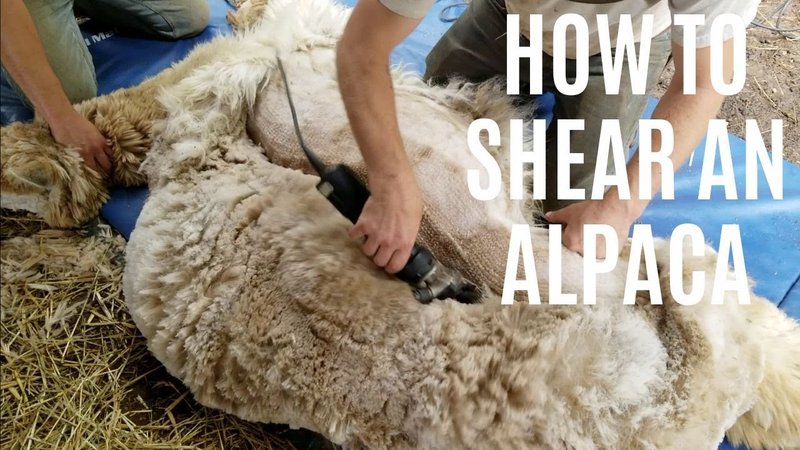 How To Shear An Alpaca: When, Why, And Tools Needed