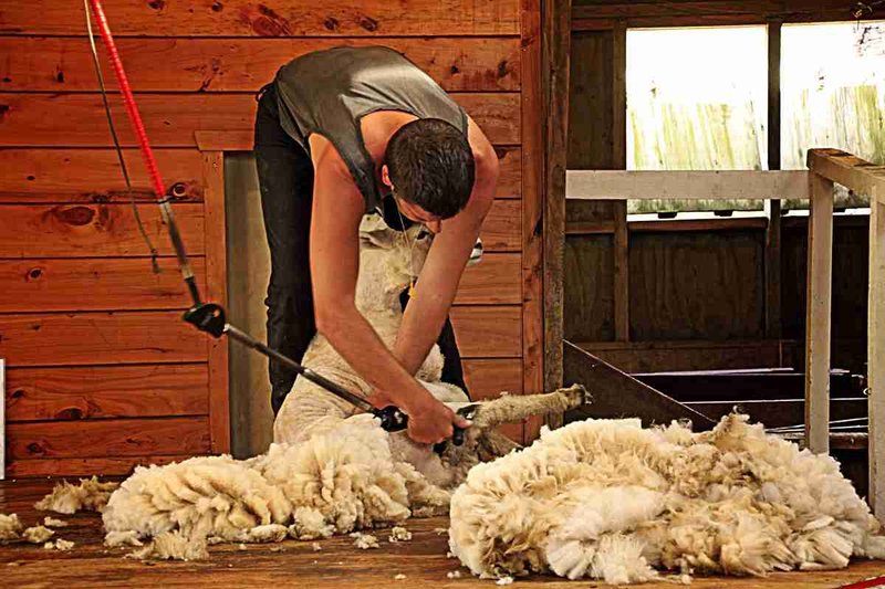 How To Shear Sheep Safely And Humanely