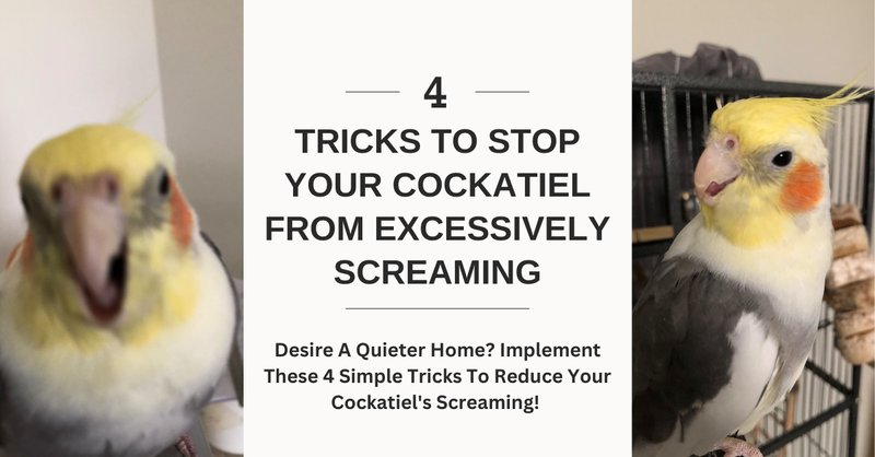 How To Stop A Cockatiel From Screaming Excessively