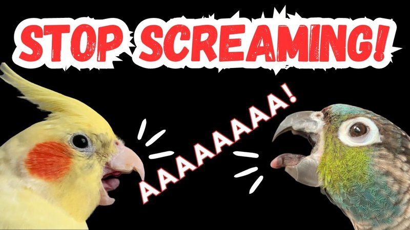 How To Stop A Conure From Screaming Excessively