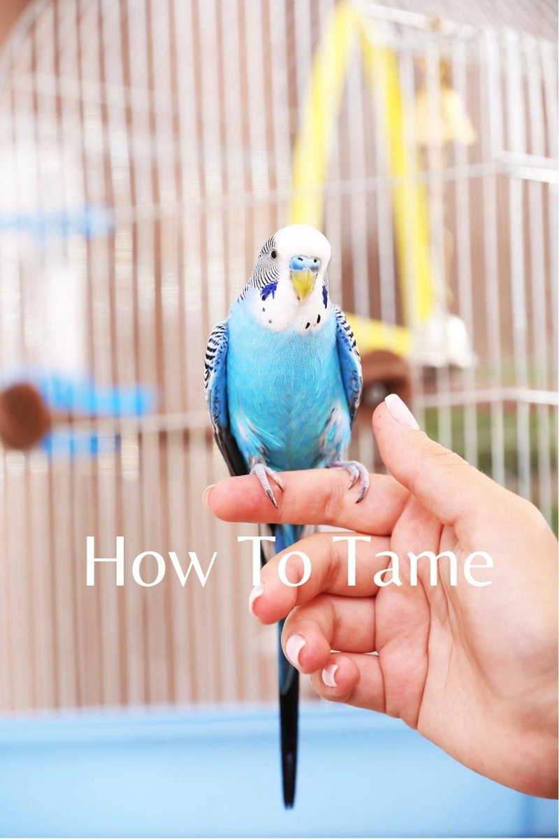 How To Tame A Budgie: Step-By-Step Bonding Tips
