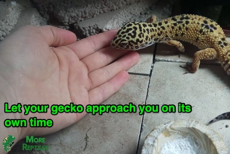How To Tame A Shy Or Skittish Leopard Gecko
