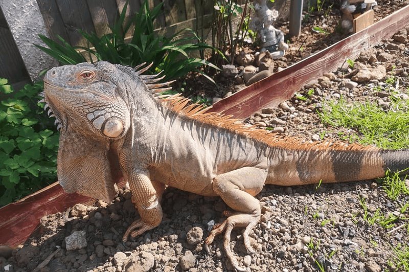 How To Tame An Aggressive Iguana